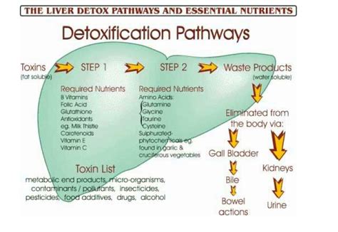 Your Bodys Detoxification Pathways — The Great Plains Laboratory Inc