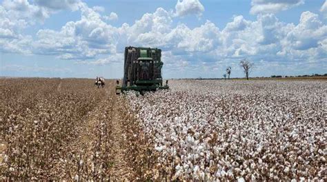 Preços Do Algodão Voltam A Se Valorizar Agroemdia