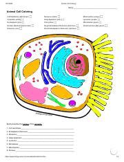 Kami Export - LEROY BELLARD - Bio Animal Cell Coloring 1 .pdf - 12/1 ...