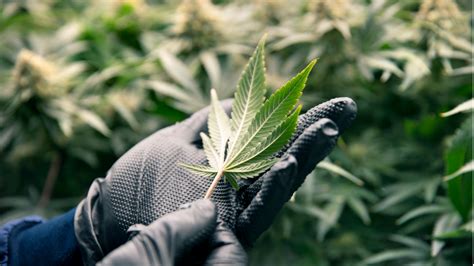 Dancann Pharma Rides The Cannabis Legalisation Wave Biostock