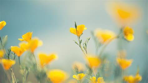 26 Cute Yellow Wallpapers - Wallpaperboat