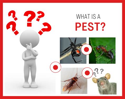 What is a pest?