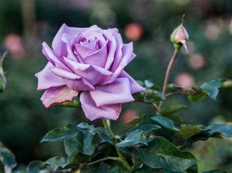 Rare Seed Light Purple Rose Seeds Perennial Authentic Etsy