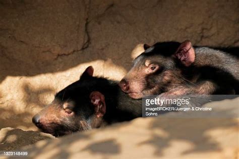 Two Tasmanian Devils Photos And Premium High Res Pictures Getty Images