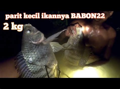 Nembak Ikan Nila Babon Di Malam Hari Bikin Ketagihan Youtube