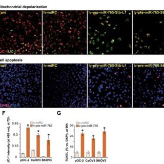 Ectopic Overexpression Of MiR 765 Induces Apoptosis Activation In