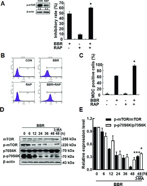 Effects Of Mtorp70s6k Signaling Pathway On Bbr Induced Cytostatic