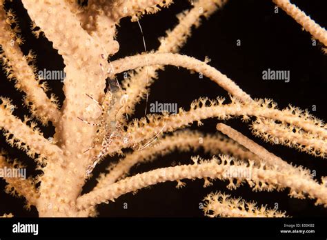 Spotted Cleaner Shrimp Periclimenes Yucatanicus On A Gorgonian Off