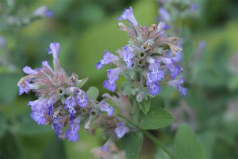Cat Mint: A Must-Have for Your Garden