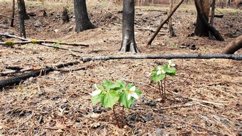 Traveler S Guide To Climate Resilience In Oregon Fire Travel Oregon