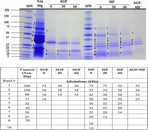 Sds Page Analysis Of Pepsin And Pancreatin Digestion Of Shrimp