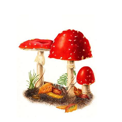 Red Mushrooms Amanita Muscaria Watercolor Painting Etsy Stuffed