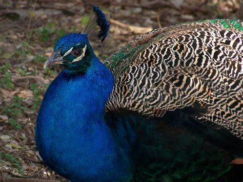 Regal Peacocks Of Mayfield Park Austin Tx Peacock In Mayf… Flickr