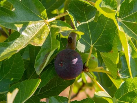 Higos Maduros Y Maduros Ficus Carica En Una Rama De Rbol Entre Hojas