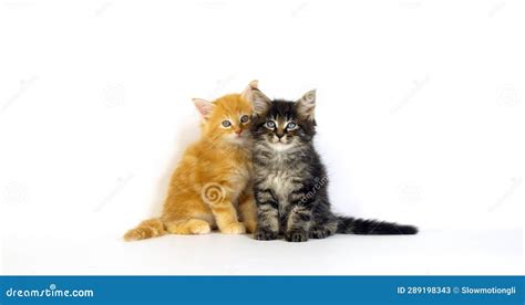 Brown Blotched Tabby And Cream Blotched Tabby Maine Coon Domestic Cat Kitten Against White