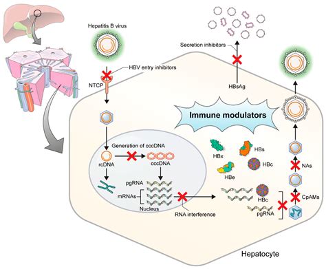 Hepatitis B Virus Cure Targets And Future Therapies