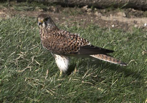 Kestrel Free Photo Download | FreeImages