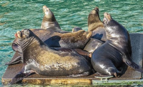 Cannundrums: California Sea Lion