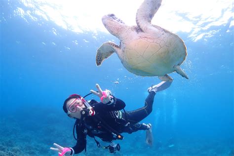 渡嘉敷島 ウミガメ の遊び・体験【アソビュー！】