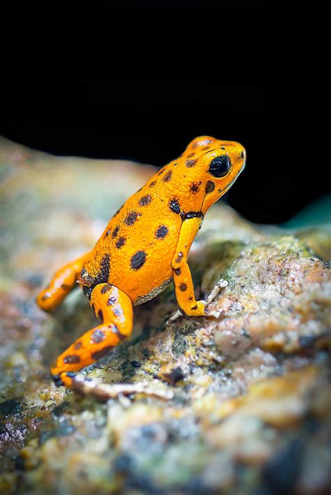 Can amphibian lives be endangered by fungi? - BioXone