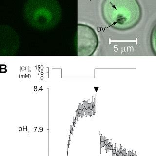 Effect Of The Removal And Restoration Of Extracellular Cl On The