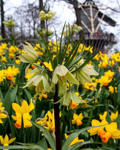 Fritillaria Raddeana Bulb Peter Nyssen Buy Flower Bulbs And Plants