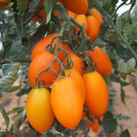 Томаты Deodar SEEDS COMPANY Томат_Томат сливовидный желтый Органза ...