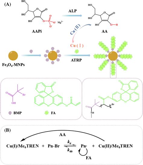 Schematic Diagram Of Fluorometric Assay For Alp Activity By Arget Atrp