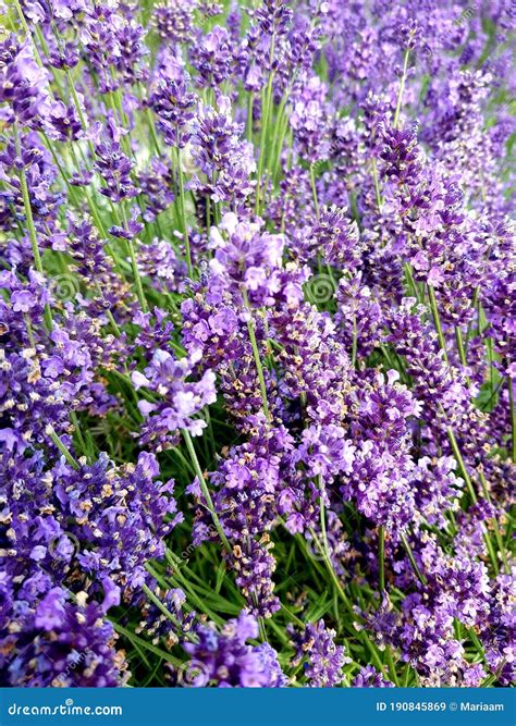 English Lavender, Lavandula Angustifolia. Beautiful Lavender Background