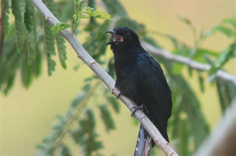 Burung Kedasih Menurut Islam Mitos Keberuntungan Macam Macam Burung