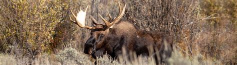 moose facts   majestic herbivorous giant