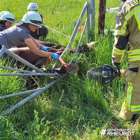 FW Rheurdt Feuerwehr Befreit Eingeklemmtes Pferd Aus Metall Tor