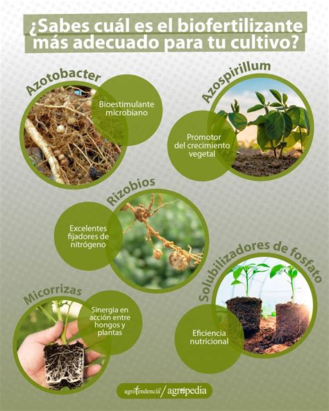 Biofertilizantes Conoce Qu Son Sus Tipos Y Aplicaci N