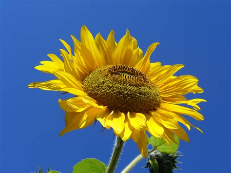 Filesunflower From Silesia Wikimedia Commons