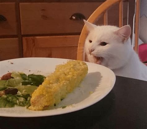 Los Mejores Memes Del Gato En La Mesa Y La Historia Que Hay Detrás