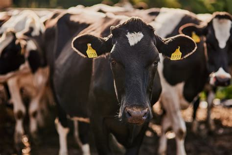 Cow To Cow Transmission Confirmed As A Factor In Spread Of H5N1