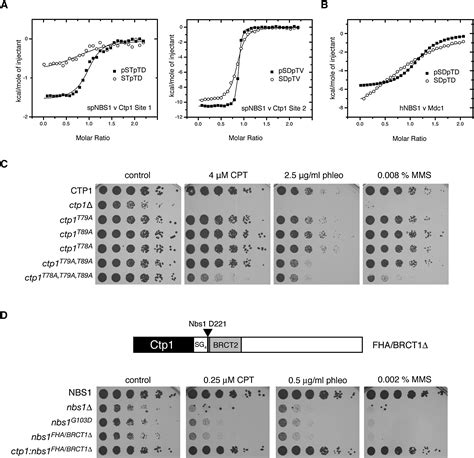 A Supramodular Fha Brct Repeat Architecture Mediates Nbs Adaptor