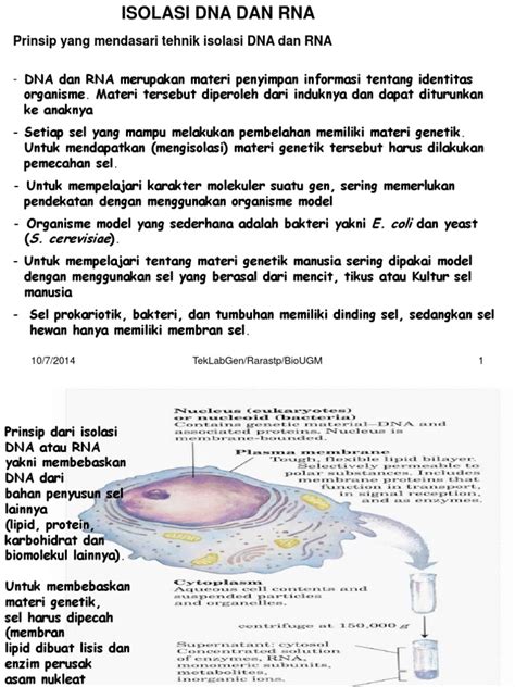 Pdf Isolasidna Dan Rna Dokumen Tips