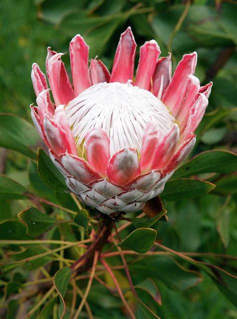 King Protea Plant