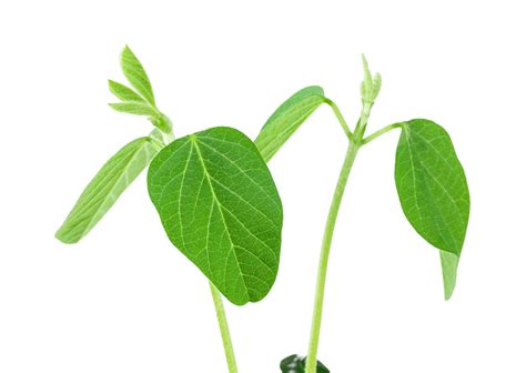 Soy Plant Soybean Small Life Background Png Transparent Image And