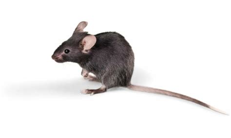 O Que Significa Sonhar Com Rato Preto - O que significa Sonhar com Rato Preto segundo a Bíblia?