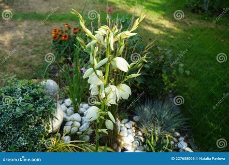 Yucca Blooming With White Flowers In July Yucca Is A Genus Of