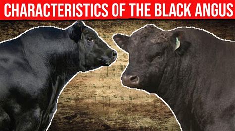 ⭕ Black Angus Cattle Breed Learn About The Characteristics Biggest