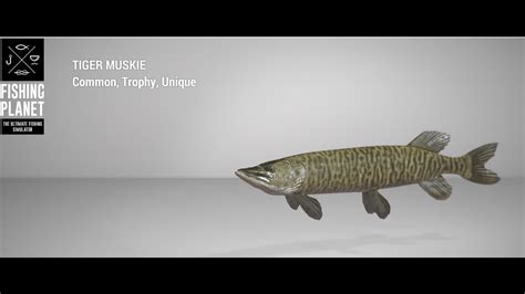 Fishing Planet Saint Croix Lake Trophy Tiger Muskie Spin Youtube