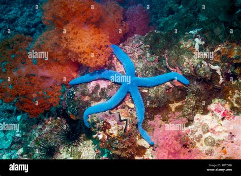 blue starfish linckia laevigata cebu malapascua island philippines