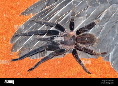 Queensland Whistling or Barking spider male (Selenocosmia crassipes ...