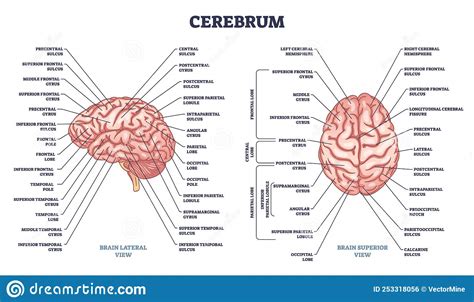 Diagrama De Partes Del Cerebro