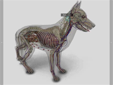 3d Canine Anatomy App Price Drops