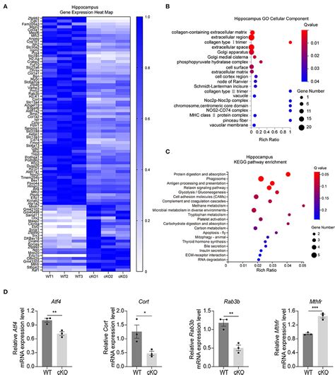 Frontiers Conditional Deletion Of Mad2b In Forebrain Neurons Enhances