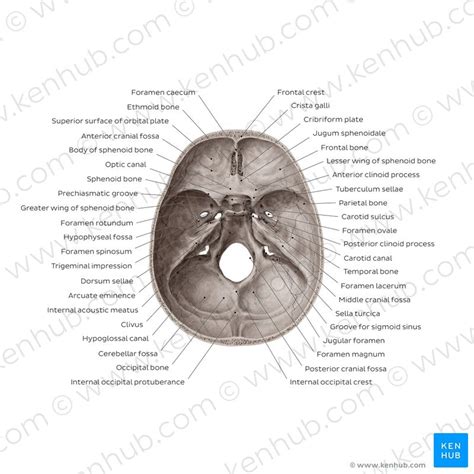 Skull Foramen And Contents Cranial Nerves Diagram Quizlet